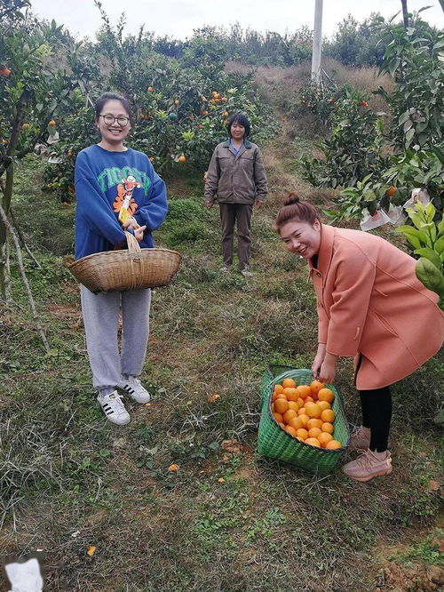 消费扶贫助增收 助农采摘显真情